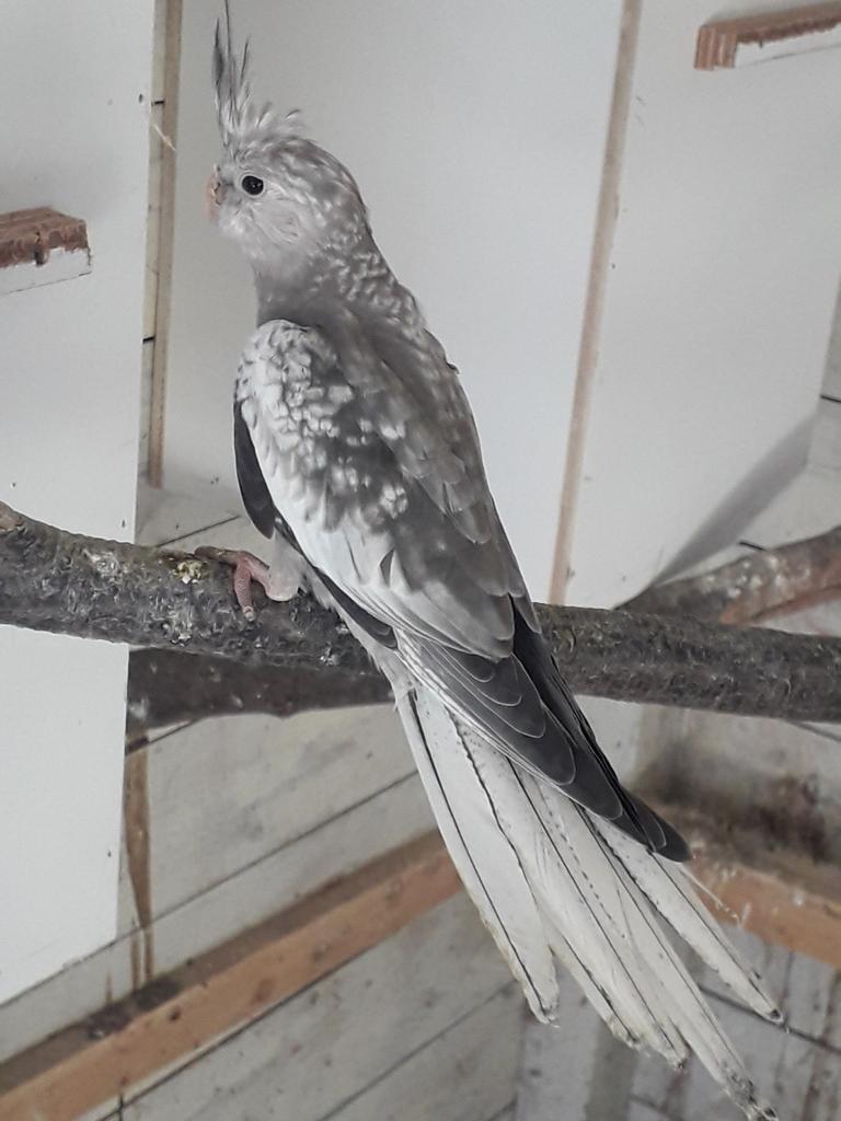 Jonge Valkparkiet., Dieren en Toebehoren, Geslacht onbekend, Parkiet, Geringd