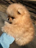 Pomeriaan pup reutje Orange Sable Bear type – te reserveren, Keeshond, Reu, 8 tot 15 weken, Buitenland