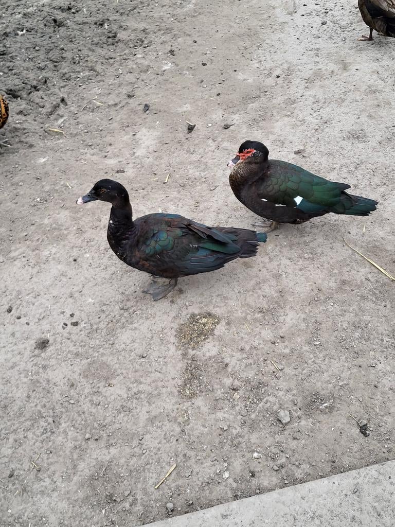 2 paartjes muskuseenden, Dieren en Toebehoren, Meerdere dieren, Eend