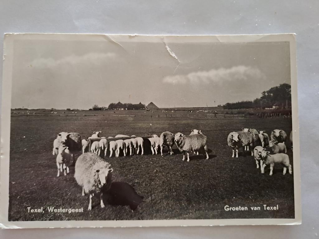 Texel, schapen,  Westergeest, Ophalen of Verzenden, Waddeneilanden