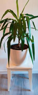 Prachtige grote groene kamerplant YUCCA, Ophalen, Halfschaduw, In pot, Minder dan 100 cm