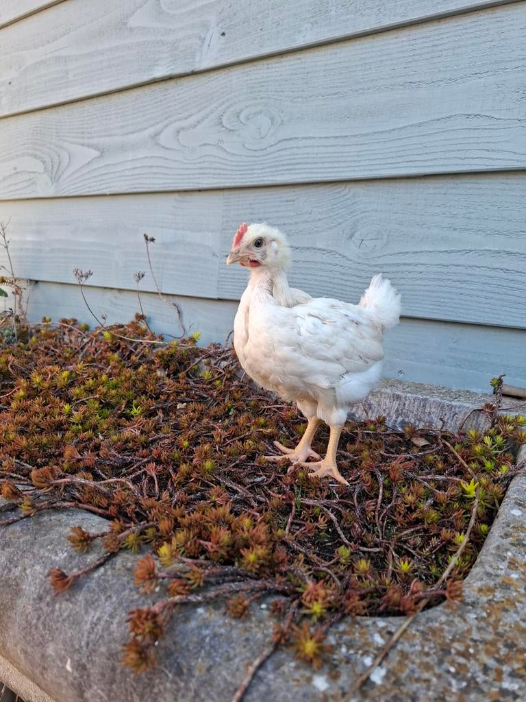 Gratis hanen, Dieren en Toebehoren, Mannelijk, Kip