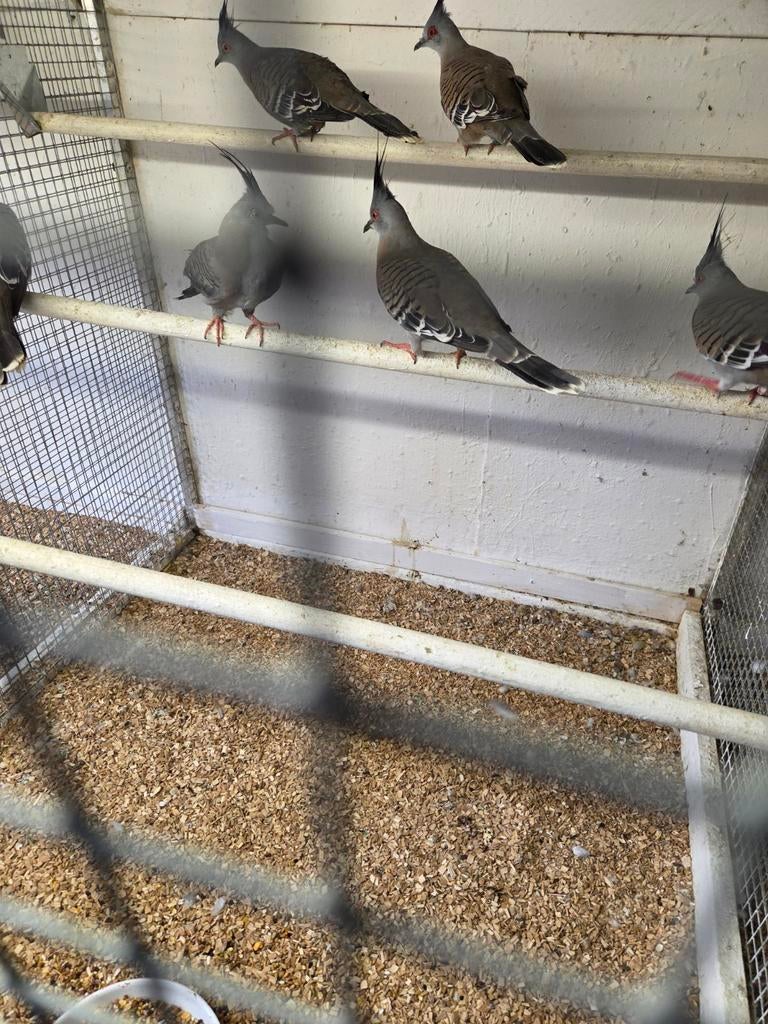 Kuif duiven, Dieren en Toebehoren, Vogels | Duiven, Meerdere dieren, Overige soorten