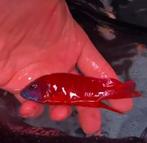 Aulonocara Rubin Red Exclusief!!!, Vis