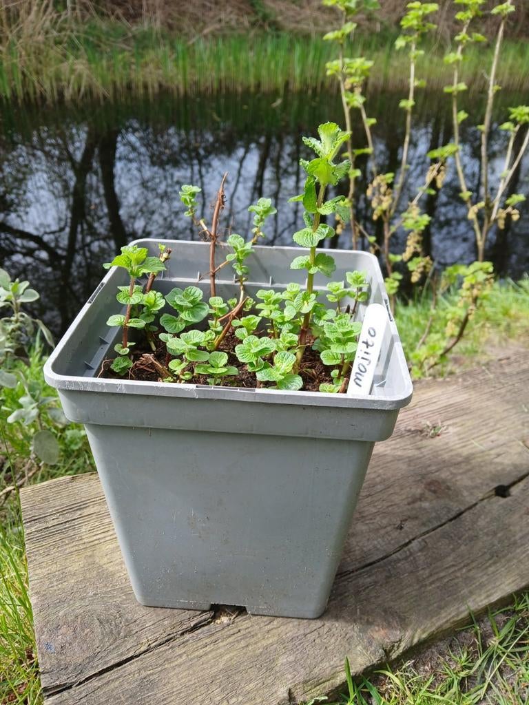 Grote pot Mojito munt, Ophalen, Zo goed als nieuw, Steen