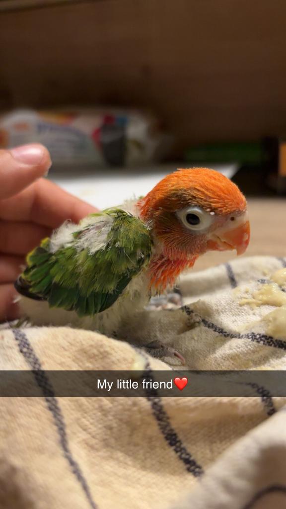 Gezocht pap vogels voor maatje van agaponnis, Dieren en Toebehoren, Vogels | Parkieten en Papegaaien, Meerdere dieren, Parkiet