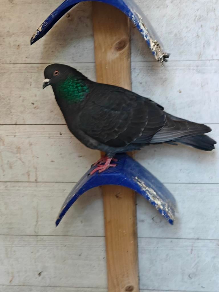 Hoogvlieger doffer, Dieren en Toebehoren, Mannelijk, Parkiet