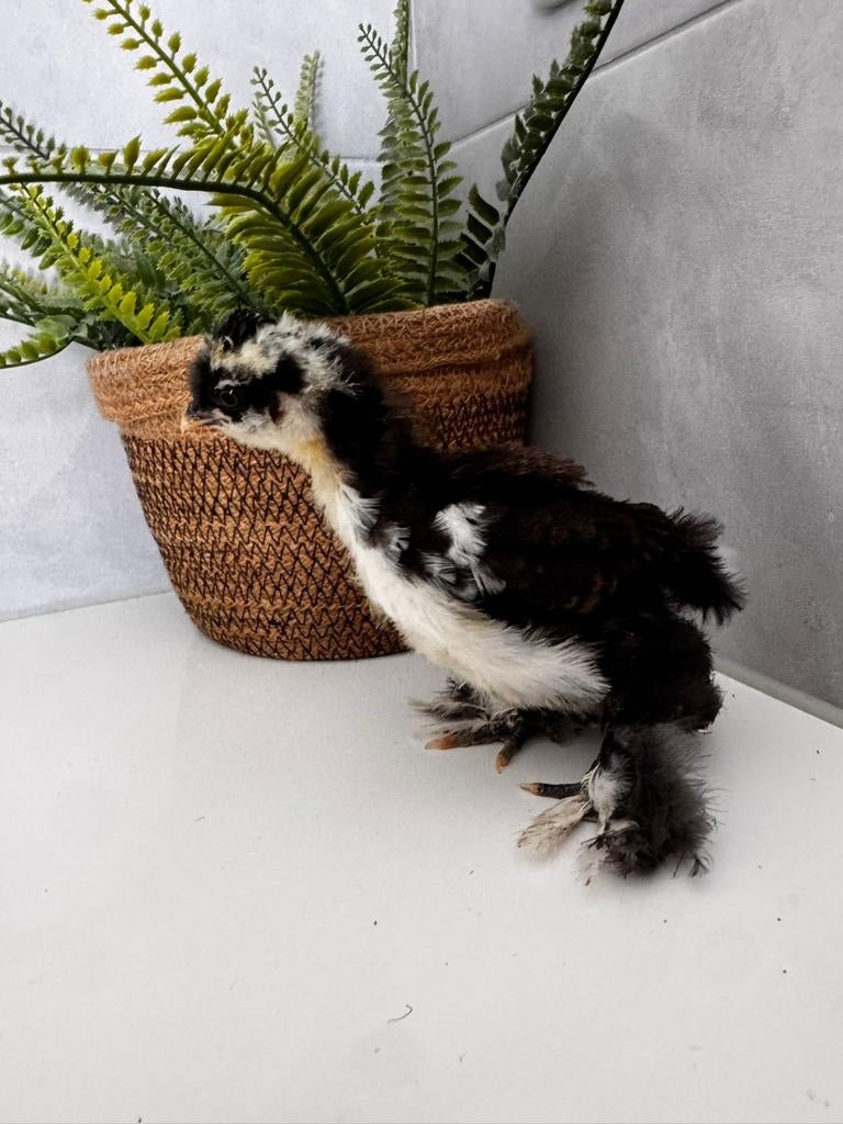 Prachtig USA Zijdehoen Mottled choco wit zwart gladveer haan, Dieren en Toebehoren, Pluimvee, Mannelijk, Kip