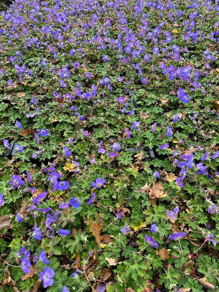 Geranium Rozanne - Langbloeiende Bodembedekker, Tuin en Terras, Planten | Tuinplanten, Bodembedekkers, Volle zon, Vaste plant