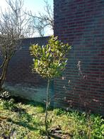 Laurus nobilis laurier keuken/kruiden variant max.25€ 300cm, Ophalen of Verzenden, Volle zon, Overige soorten