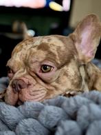 Dek reu aangeboden, Reu, 1 tot 2 jaar, Parvo, Bulldog