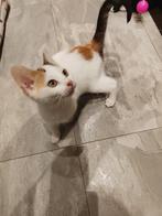 Kruising kittens, Meerdere dieren, Kortharig, 0 tot 2 jaar