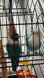 Tamme Agapornissen, Dieren en Toebehoren, Vogels | Parkieten en Papegaaien, Mannelijk, Dwergpapegaai of Agapornis, Tam