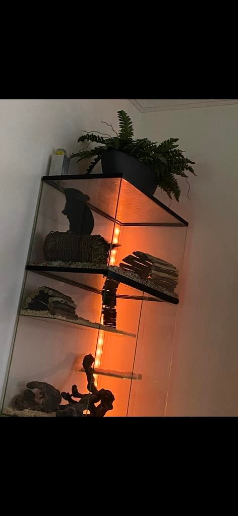 Glazen kooi, Dieren en Toebehoren, Knaagdieren en Konijnen | Hokken en Kooien, Ophalen, 75 tot 110 cm, Kooi, 90 cm of meer