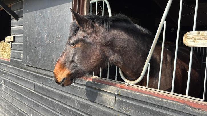4 jarige PRE merrie & Friese merrie 5 jaar topbraaf, Dieren en Toebehoren, Paarden, Merrie, Zadelmak, 165 tot 170 cm, 3 tot 6 jaar