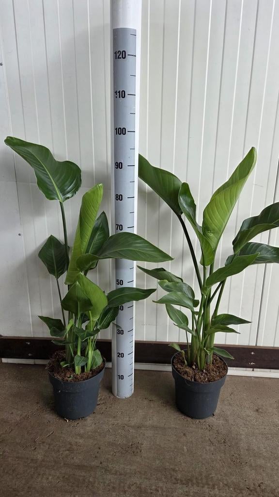 Strelitzia P21  100cm hoog, Ophalen, Overige soorten, Halfschaduw, Minder dan 100 cm