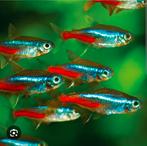 Diverse vissen, Dieren en Toebehoren, Vis