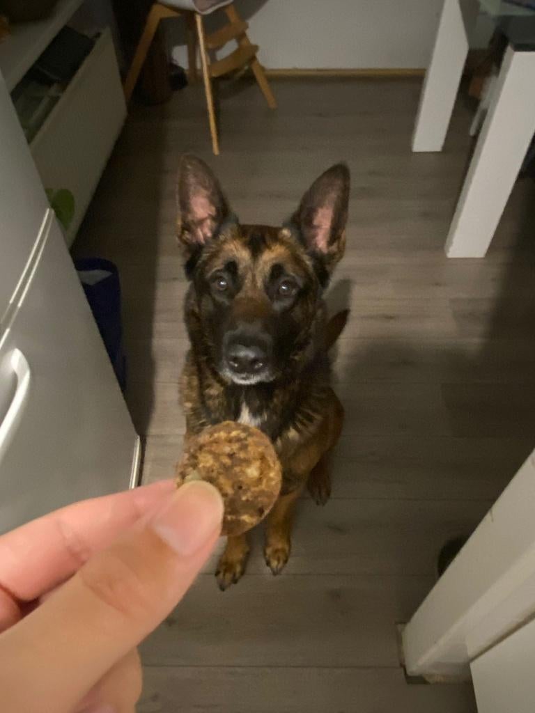 Mechelse herder, Dieren en Toebehoren, Honden | Herdershonden en Veedrijvers, 6 jaar of ouder, Reu, Eén hond, Herder