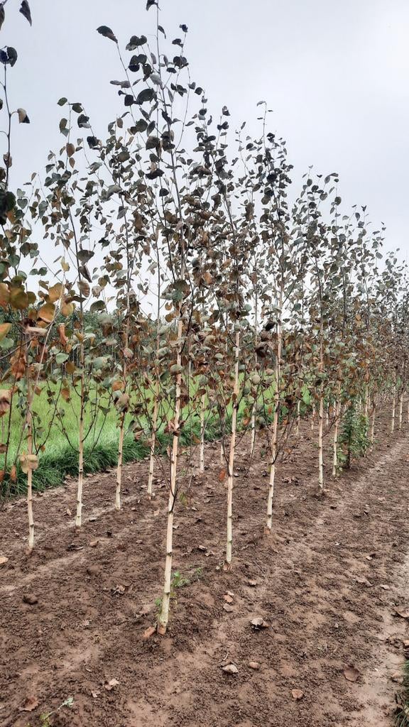 Betula utilis 'Doorenbos' 🌿 witte berkenboom, Tuin en Terras, Planten | Bomen, Ophalen