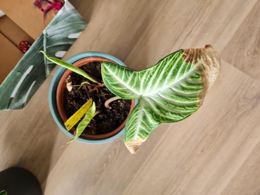 Gratis planten met bladluis, Huis en Inrichting, Kamerplanten, Minder dan 100 cm, Halfschaduw, Ophalen