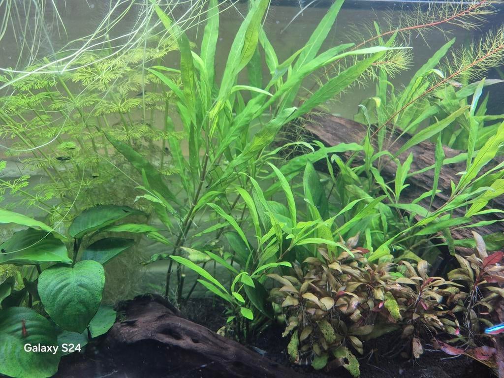 Aquarium plant stekjes, Ophalen, Plant(en), Steen of Hout