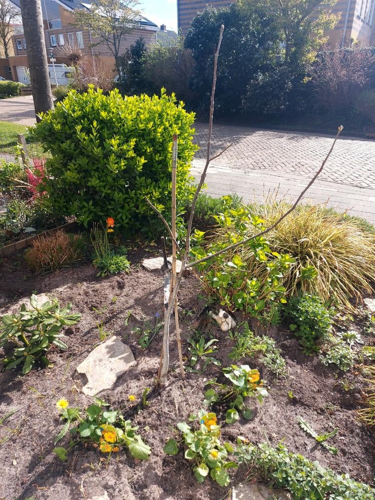 Walnoten boom, Tuin en Terras, Planten | Bomen, Ophalen of Verzenden, Volle zon, Overige soorten