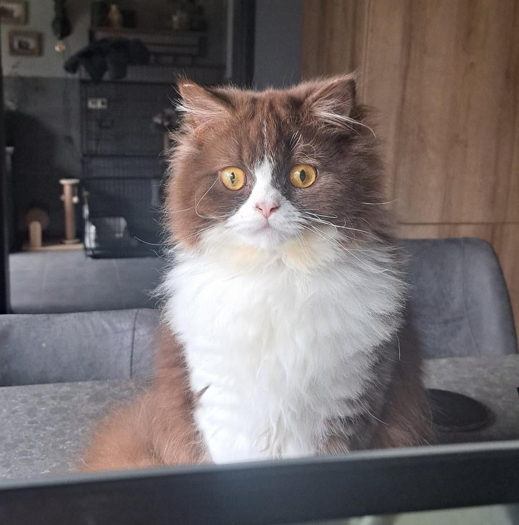 🩵🩵  2 Jonge Brits Langhaar katertjes met stamboom, Dieren en Toebehoren, Kater, Met stamboom, 0 tot 2 jaar