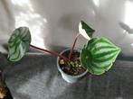 Peperomia argyreia, Ophalen, Halfschaduw, Minder dan 100 cm