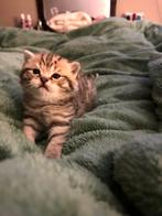 Prachtig golden Tabby katertje. Latent dby, Kater, Met stamboom, 0 tot 2 jaar