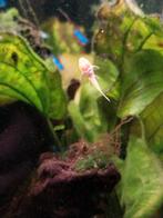 Mooie gezonde albino ancistrussen L144, Vis