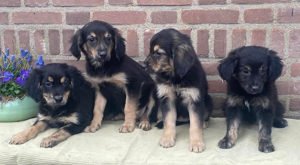 Zeer speciale GOLDEN RETRIEVER x FRIESE STABIJ pups, Dieren en Toebehoren, Parvo, Nederland, 8 tot 15 weken, Meerdere