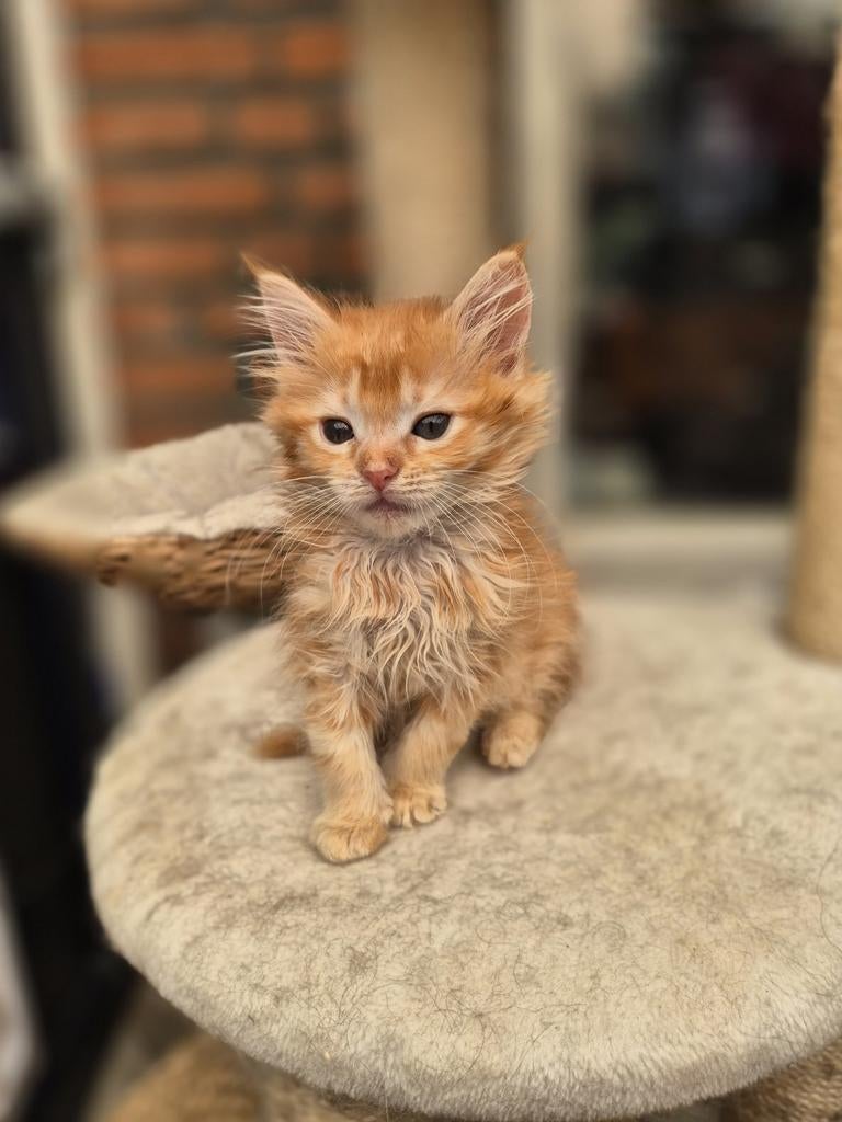 Maine coon kittens zonder stamboom, Dieren en Toebehoren, Katten en Kittens | Raskatten | Langhaar, Meerdere dieren, Gechipt