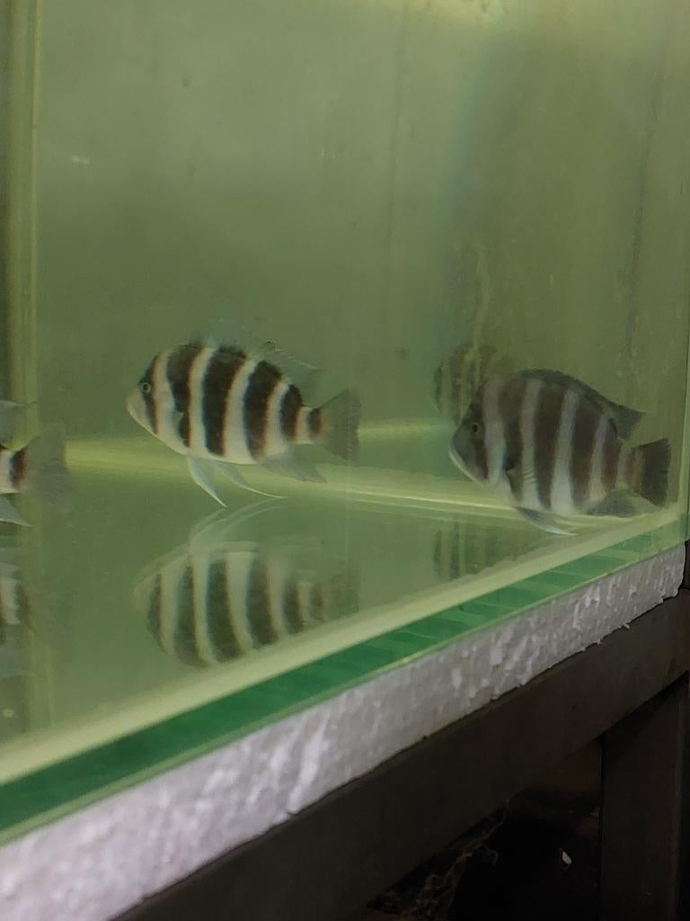 Frontosa Blue Zaïre Kapamba, Dieren en Toebehoren, Vissen | Aquariumvissen, Vis