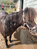 Nmprs shetlanders merrie, Merrie, A pony (tot 1.17m), Ontwormd, 0 tot 2 jaar