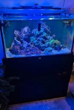 Compleet aquarium + toebehoren- direct klaar voor gebruik, Dieren en Toebehoren, Vissen | Aquaria en Toebehoren, Ophalen, Gebruikt