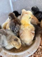 3 cochin kriel kuikens. 7.50 per stuk, Dieren en Toebehoren, Pluimvee, Geslacht onbekend, Kip