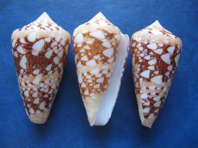 Schelpen: Conus ammiralis L. f++/gem 44-55mm, Verzenden, Schelp(en)