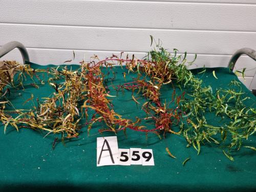 Kerst decoratie takken glitter blaadjes [a559], Diversen, Kerst, Ophalen of Verzenden, 'T Olde Gre-j, Info@toldegrej.nl, Endepoelstraat 20f Didam