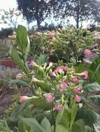 Nicotiana tabacum Havana - Tabaksplant zaden, Ophalen of Verzenden, Voorjaar, Volle zon, Zaad