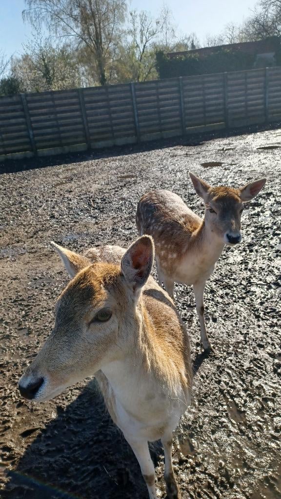 damherten, Mei, Vrouwelijk