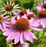 Echinacea purpurea magnus te koop, Ophalen, Overige soorten, Volle zon