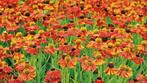 Helenium 'Moerheim Beauty' / Zonnekruid P9 pot, Ophalen of Verzenden, Vaste plant, Overige soorten, Volle zon