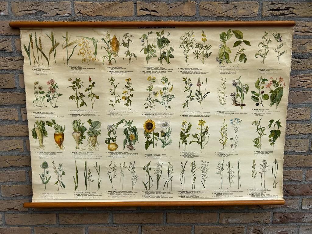 Landbouwgewassen, Ophalen of Verzenden, Natuur en Biologie