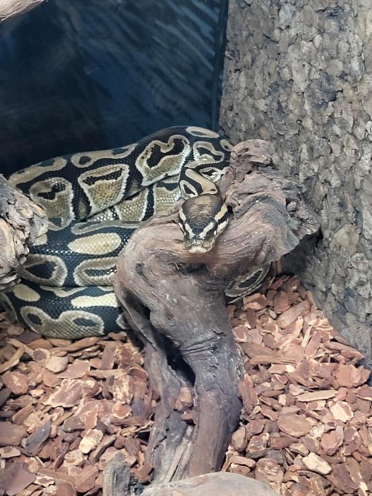 Python regius koningspython, Dieren en Toebehoren, Reptielen en Amfibieën, Slang, 0 tot 2 jaar