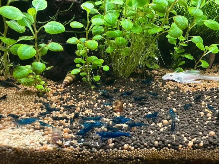 Blauwe garnalen, Dieren en Toebehoren, Vissen | Aquariumvissen, Kreeft, Krab of Garnaal