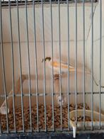 Harlekijn kanarie, Mannelijk