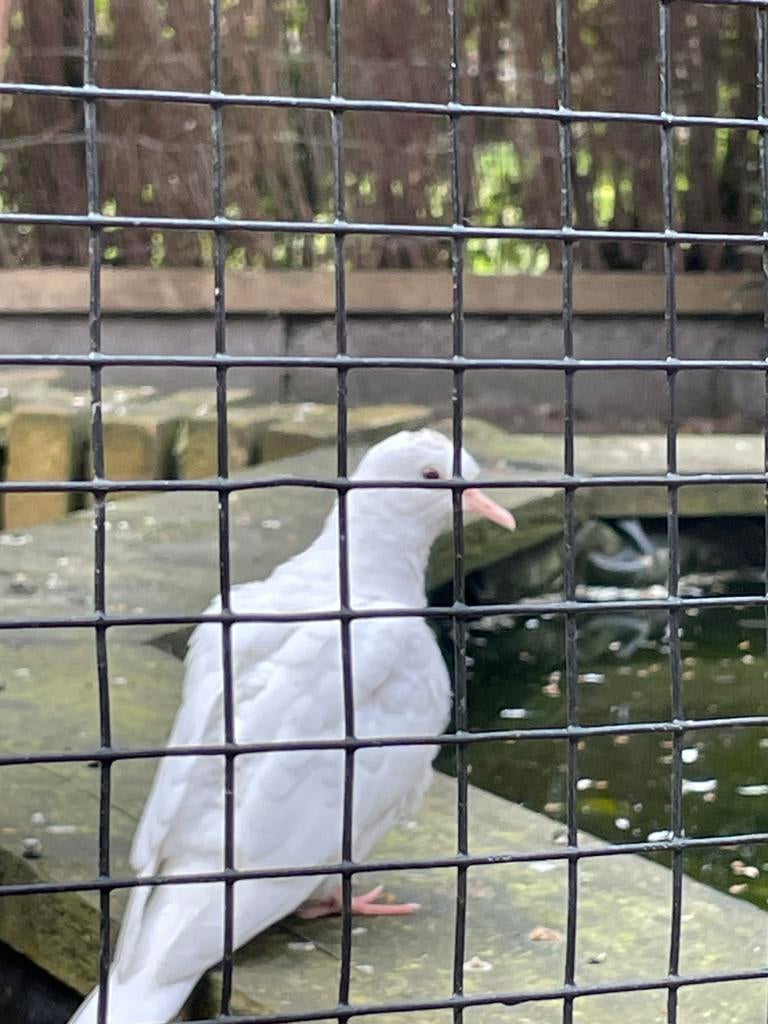 Witte tortelduifjes lachduif 2 stuks €15, Meerdere dieren, Overige soorten