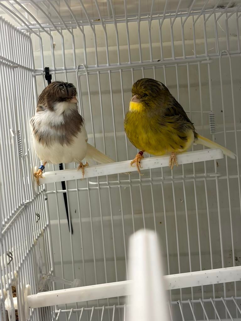 Gloster koppel, Meerdere dieren, Postuurkanarie