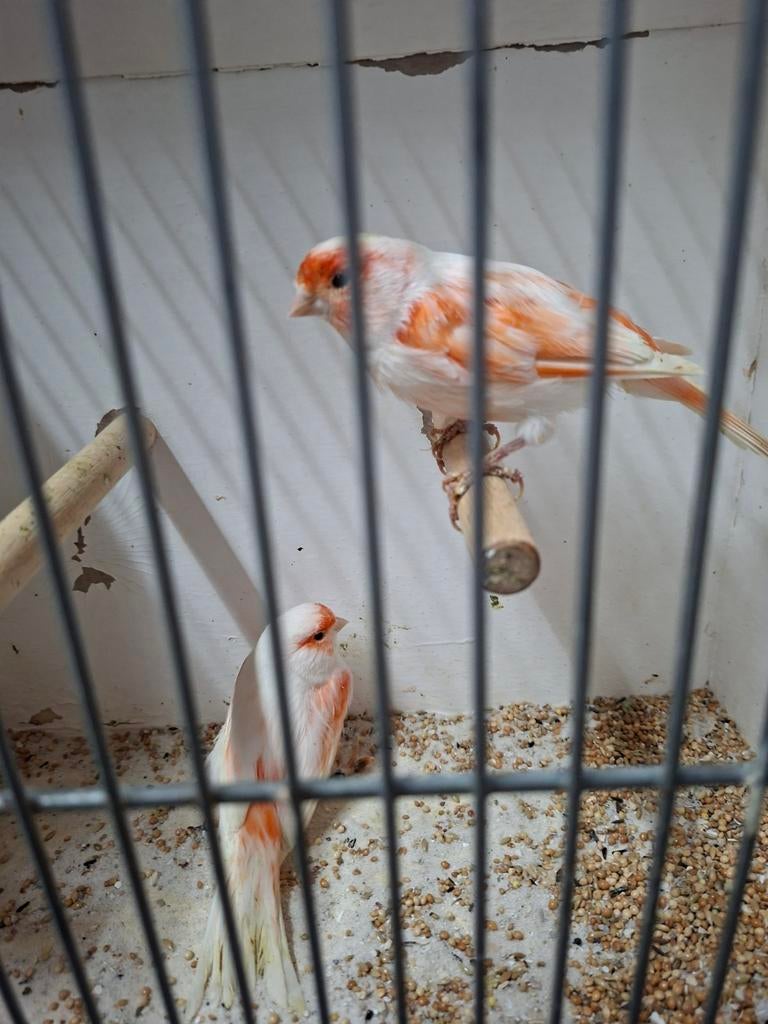 Mooi koppel rood mozaïek kanaries, Dieren en Toebehoren, Vogels | Kanaries, Meerdere dieren, Kleurkanarie