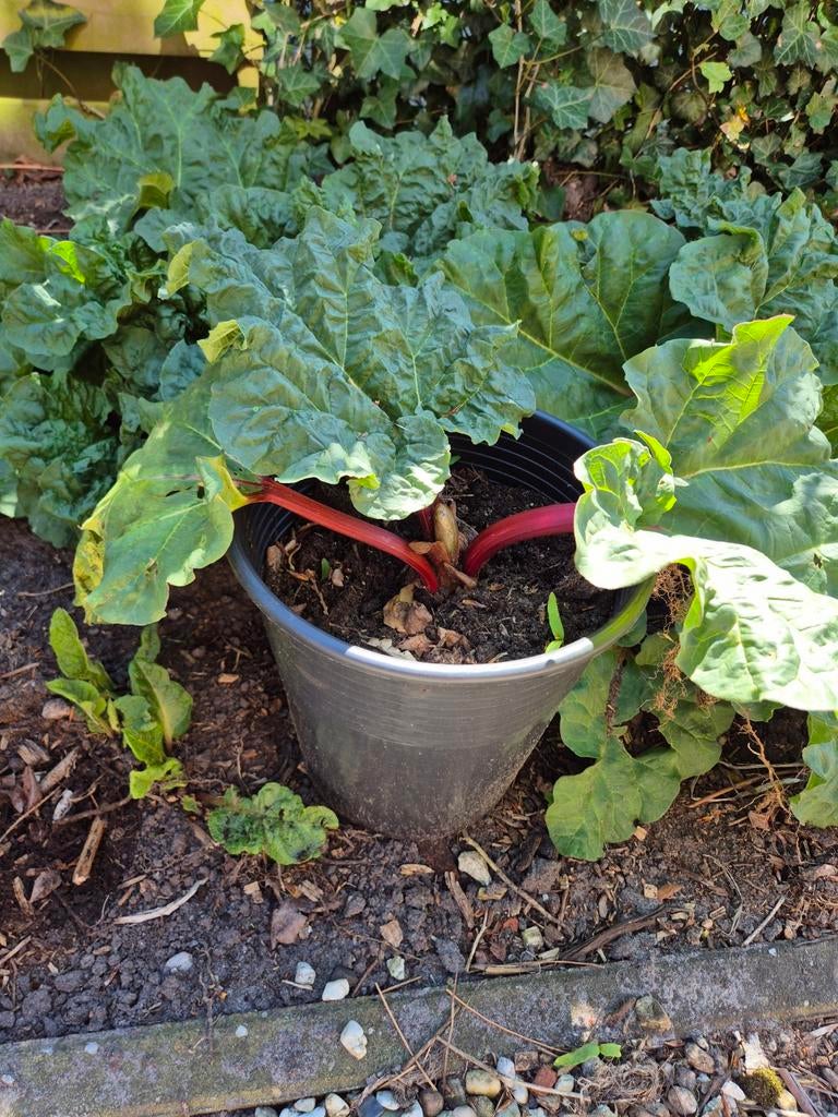 Verse Rabarber Plant - Ideaal voor Moestuin of Pot, Ophalen, Volle zon, Bloeit niet, Groenteplanten